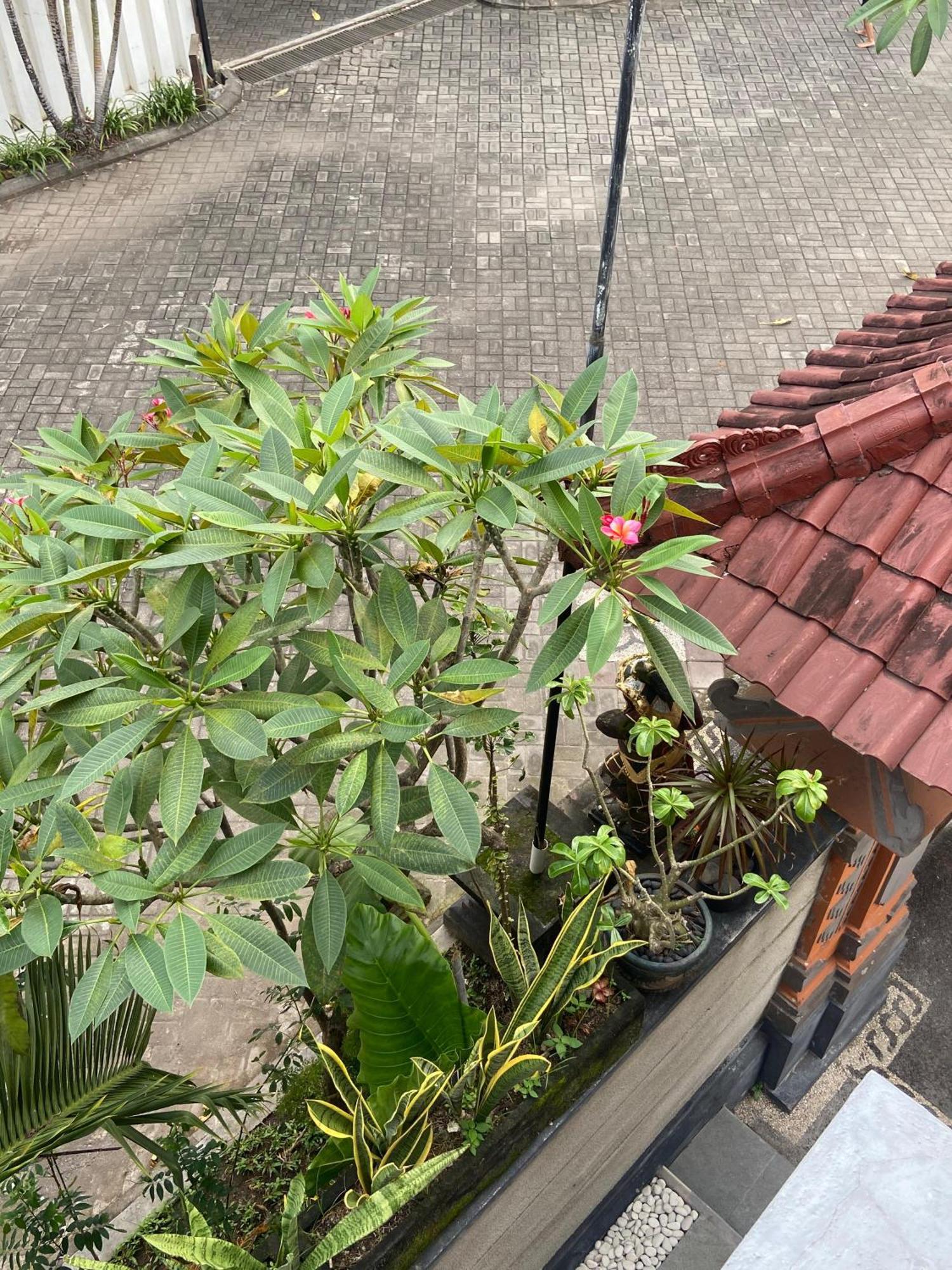Kgh By Micky 3* Seminyak (Bali)
